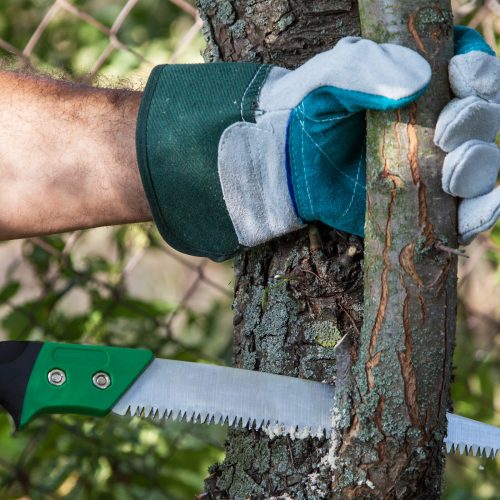 Pruning fruit trees garden with a hacksaw